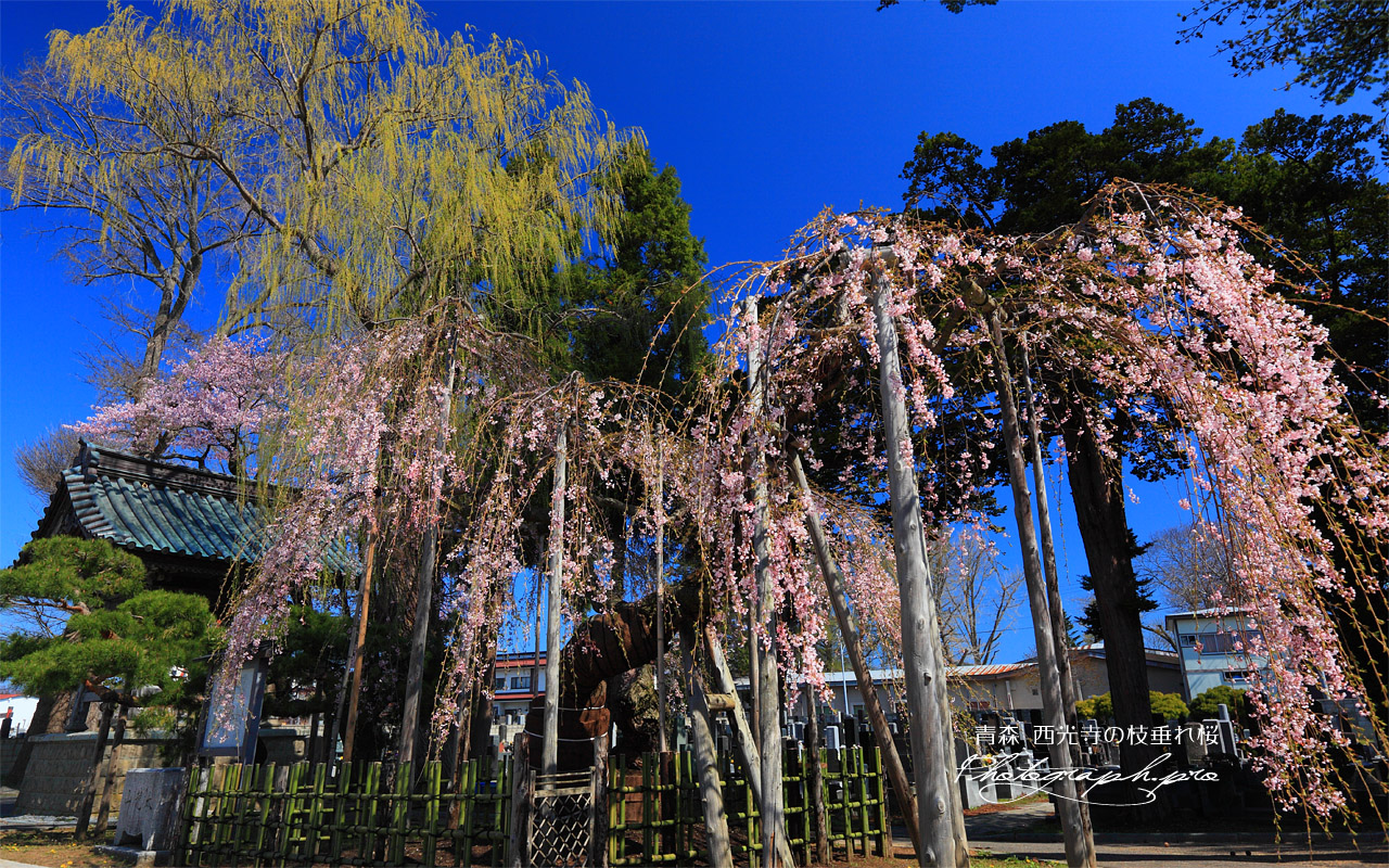 西光寺の枝垂れ桜と鐘楼 壁紙