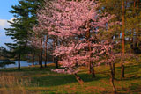 鷹巣中央公園の桜