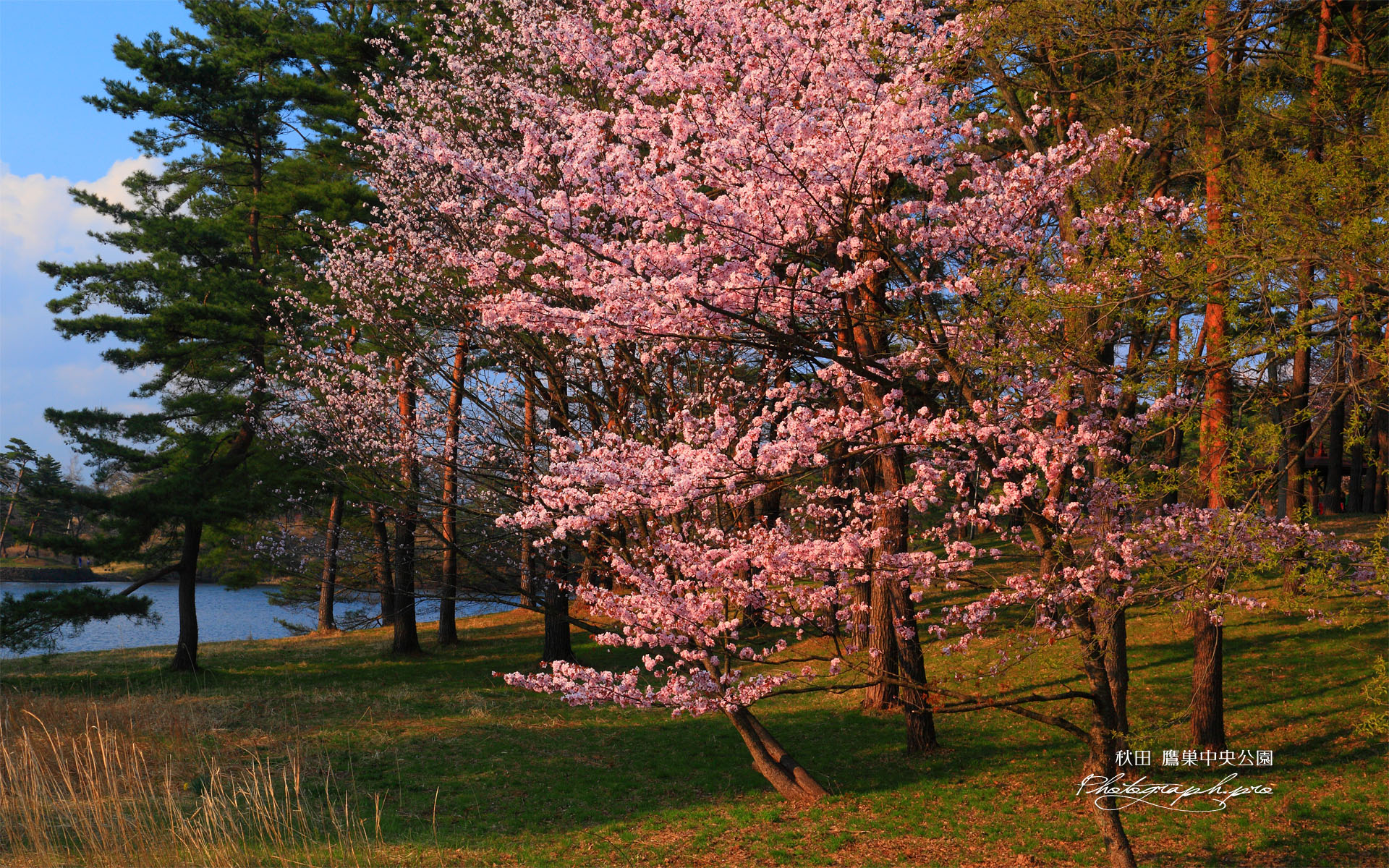 鷹巣中央公園の桜