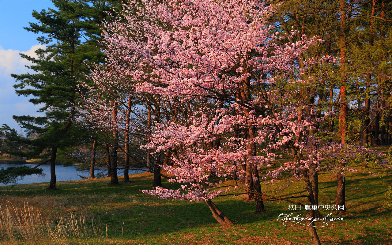 鷹巣中央公園の桜 壁紙