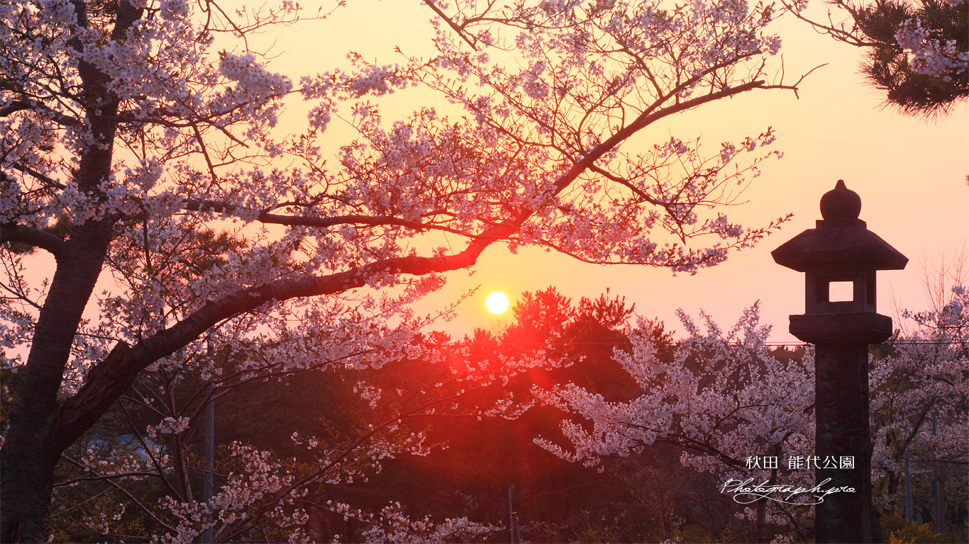 能代公園の桜 壁紙