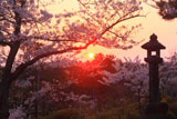 能代公園の桜