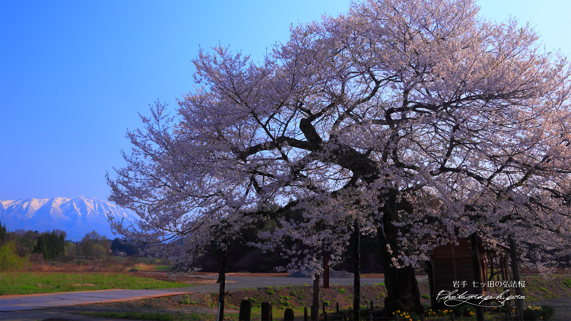 七ッ田の弘法桜と残雪の岩手山