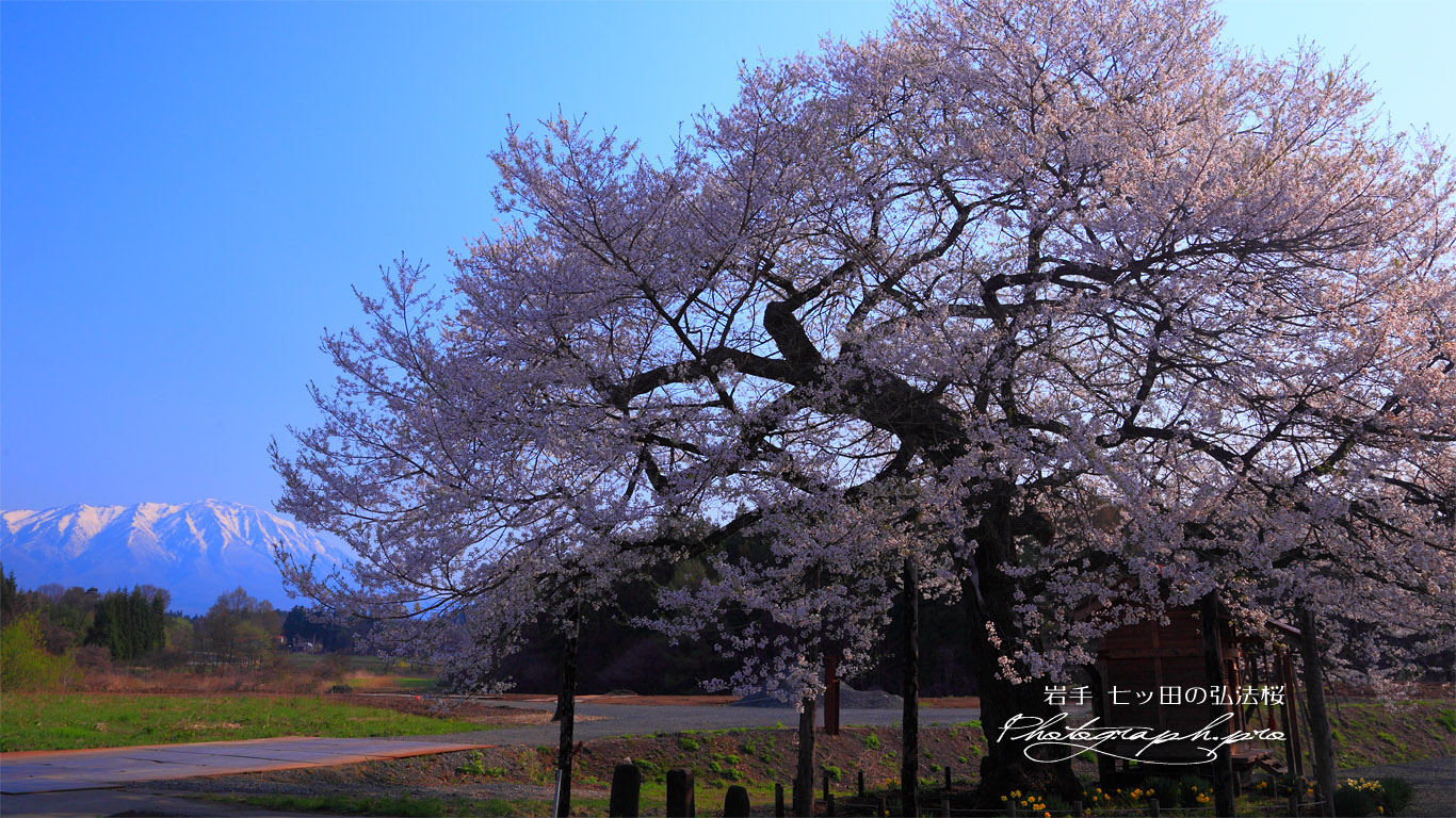 七ッ田の弘法桜と残雪の岩手山 壁紙