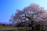 七ッ田の弘法桜と残雪の岩手山