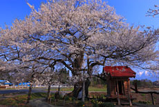 七ッ田の弘法桜