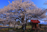 七ッ田の弘法桜