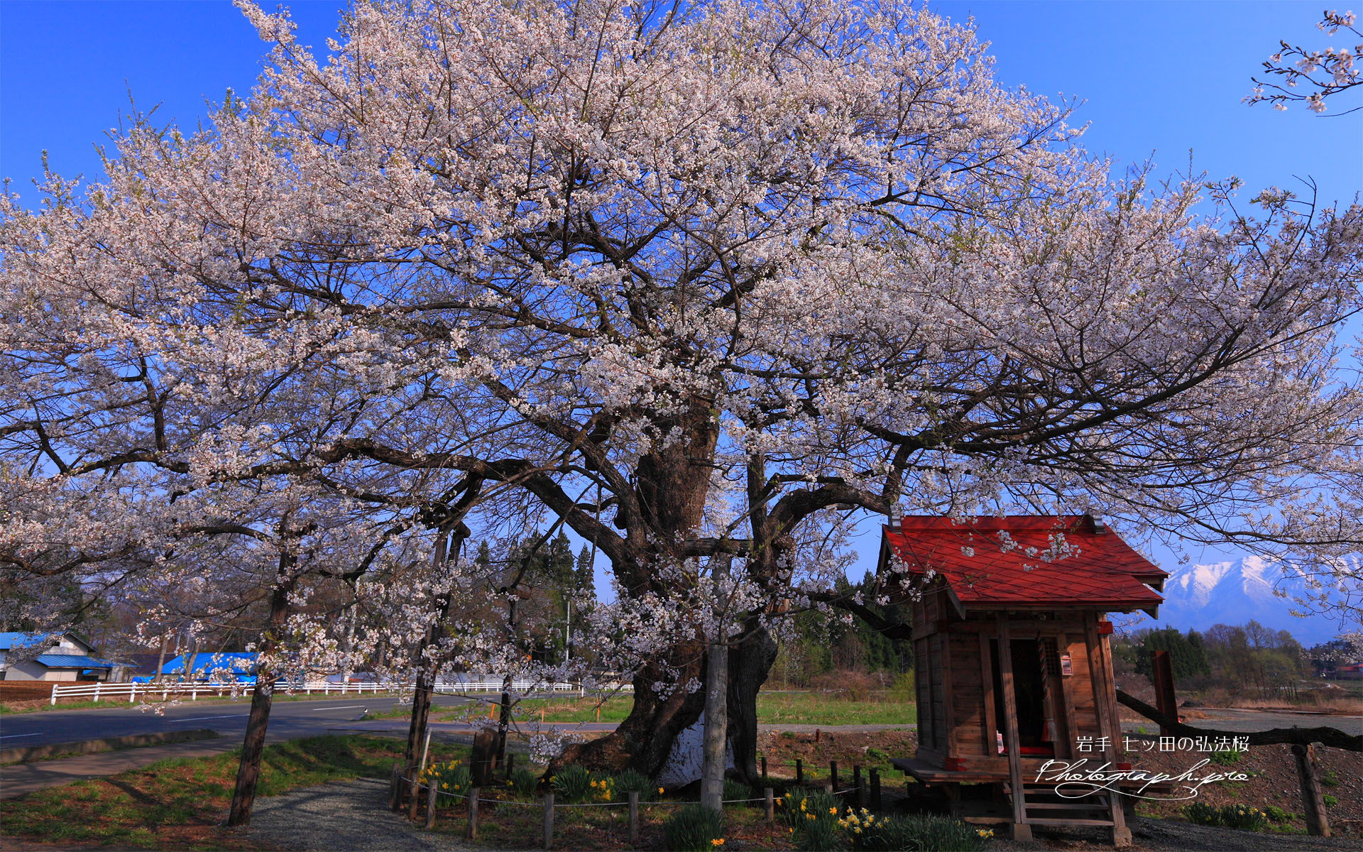 七ッ田の弘法桜