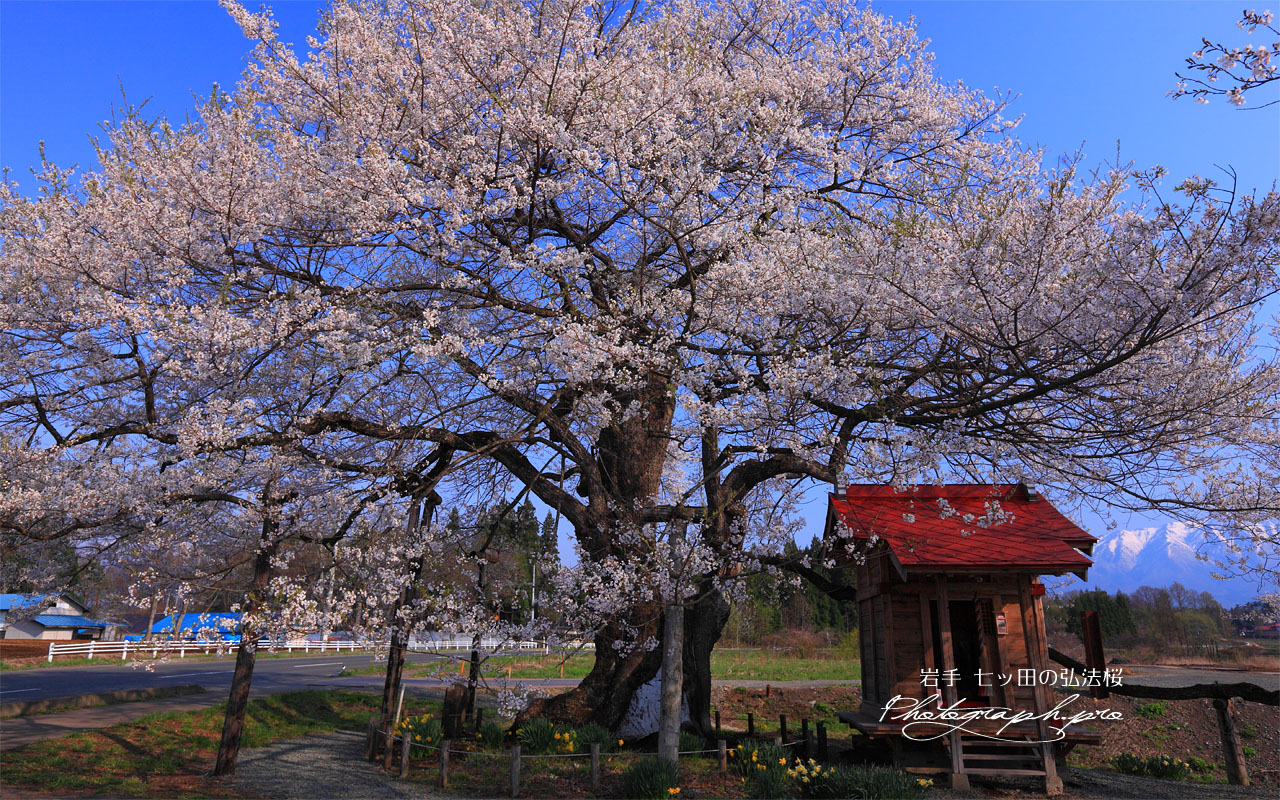 七ッ田の弘法桜 壁紙