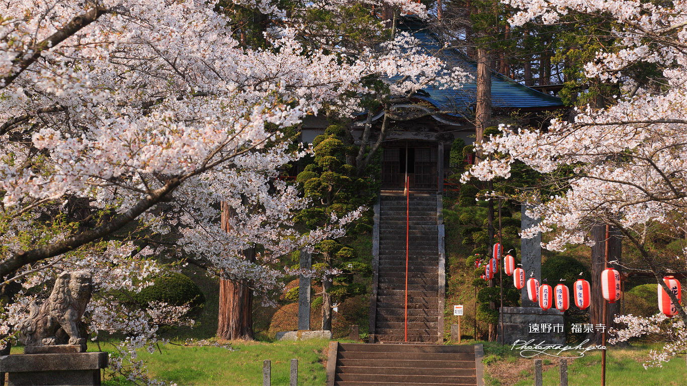 遠野市 福泉寺本堂 壁紙