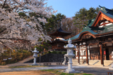 福泉寺の桜