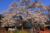 遠野市 福泉寺観音堂