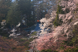 福泉寺の桜
