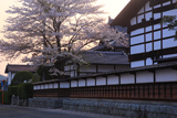 遠野市 旧村兵商家の桜