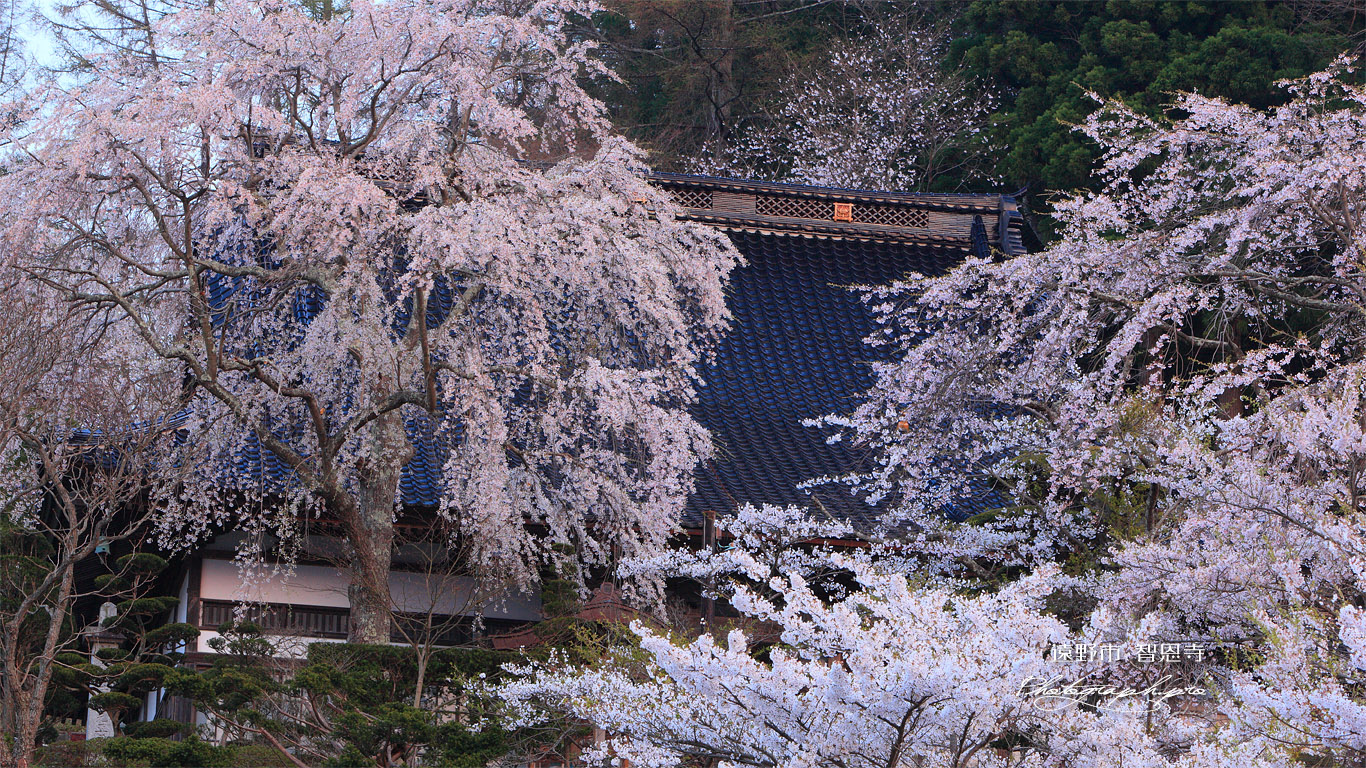 遠野市 智恩寺の本堂 壁紙
