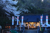 鍋倉公園の桜