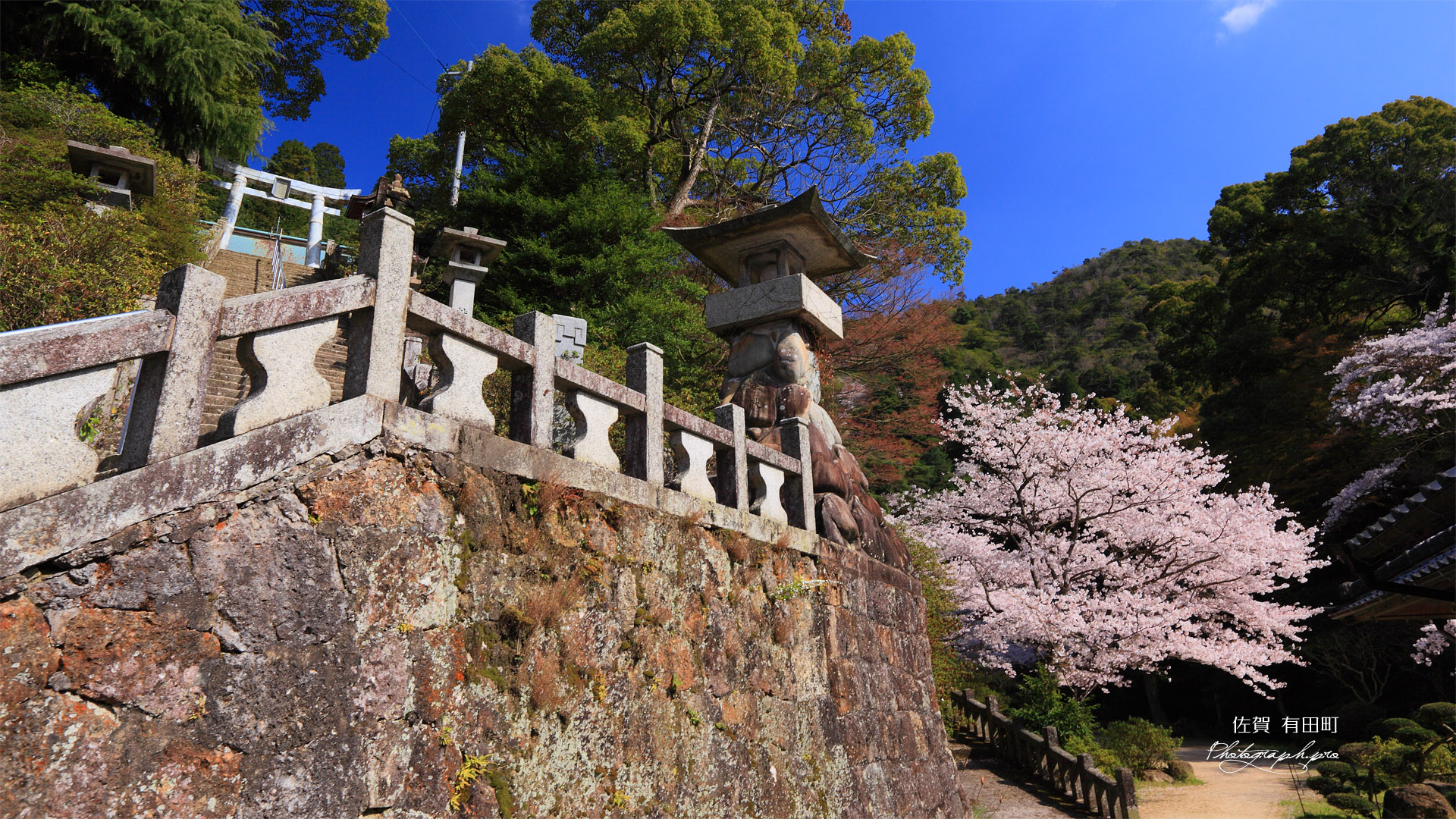 陶山神社の桜
