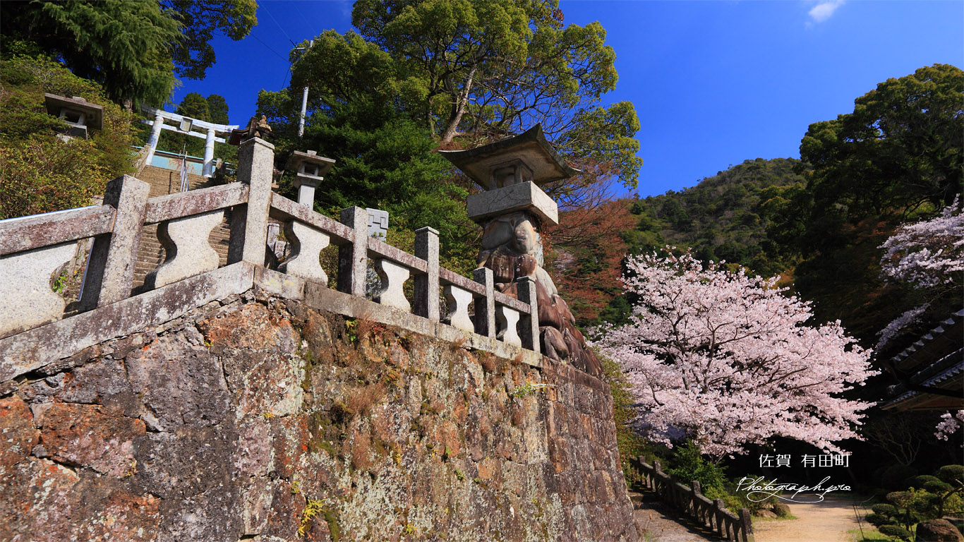 陶山神社の桜 壁紙