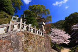 陶山神社の桜