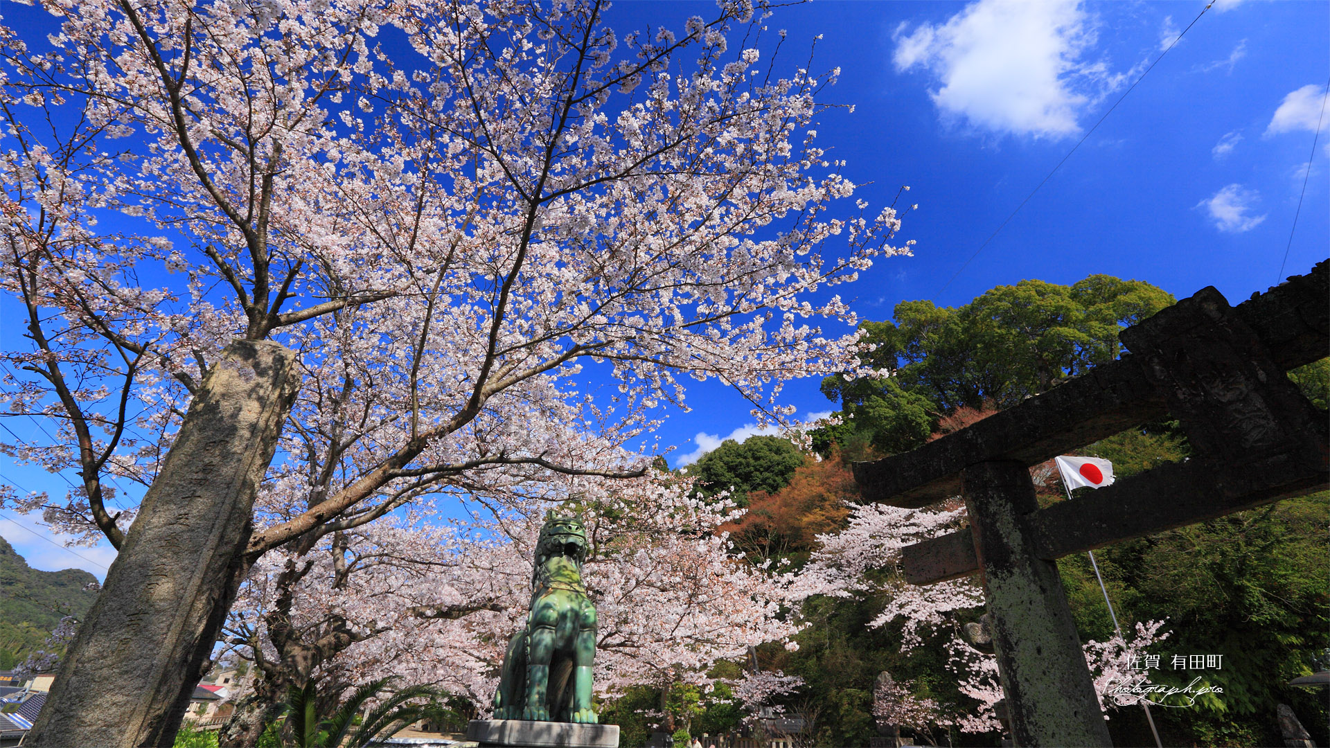 有田の桜並木