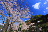 有田の桜並木