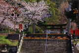 有田の踏切と桜