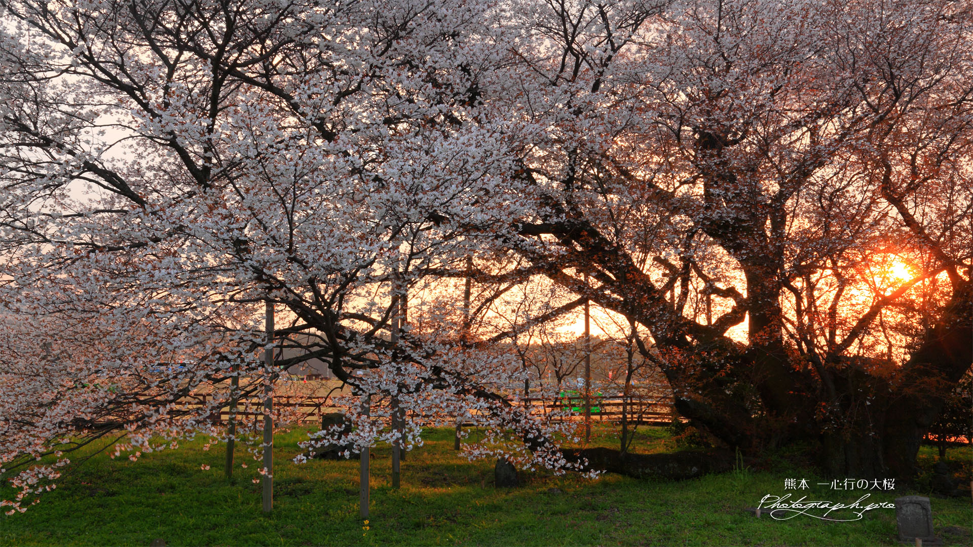 一心行の大桜の貫禄の幹