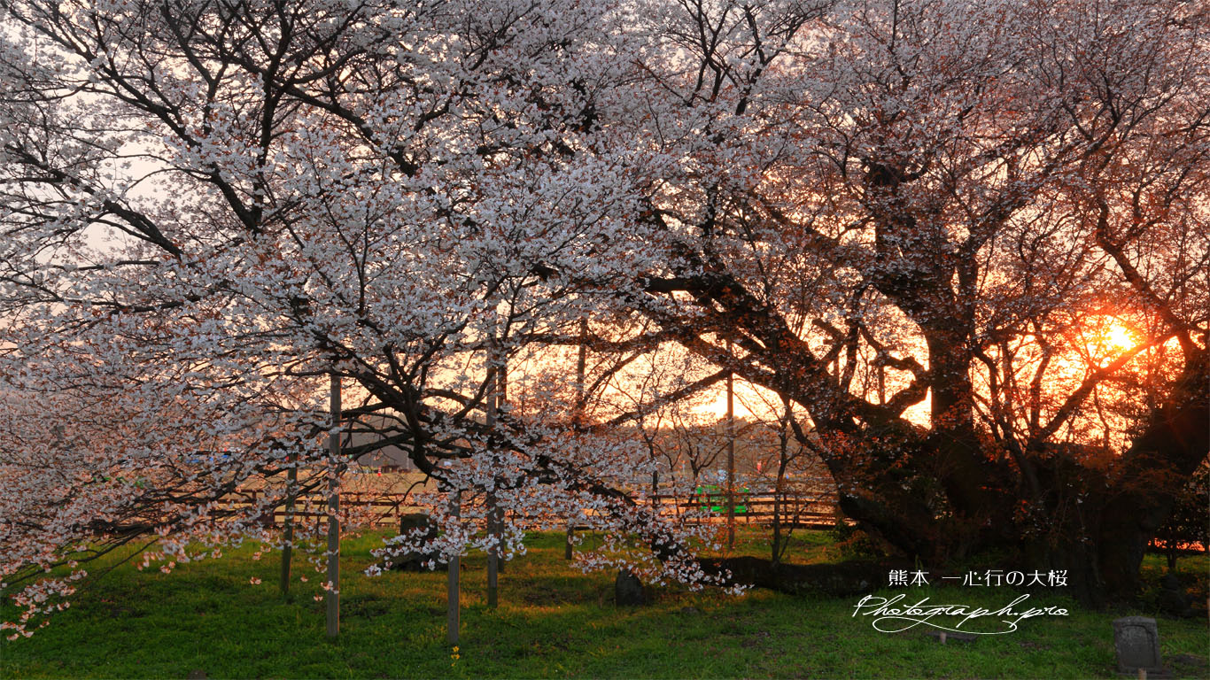 一心行の大桜の貫禄の幹 壁紙