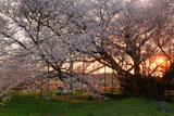 一心行の大桜の貫禄の幹