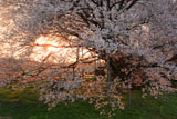 朝日に透ける一心行の大桜