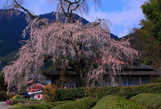 岡田家のしだれ桜