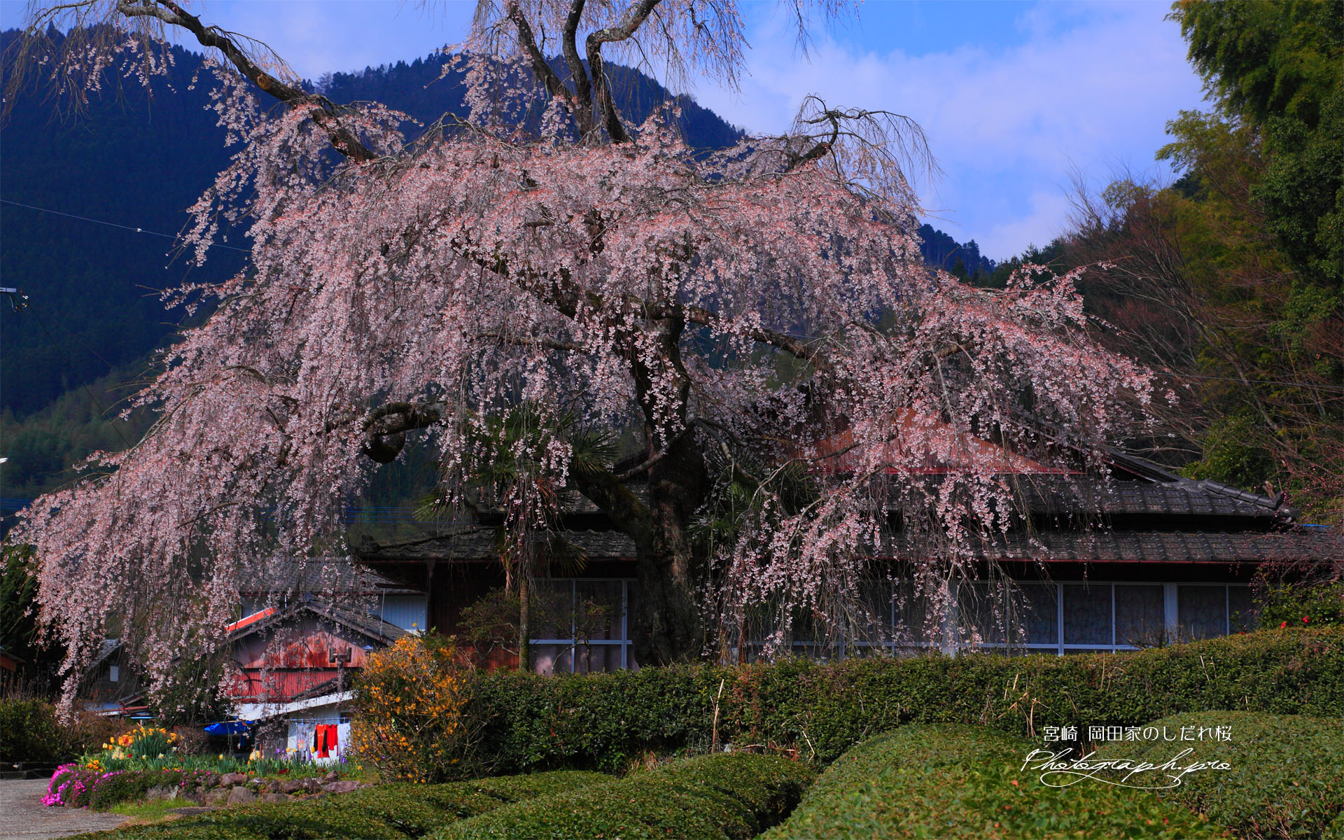 岡田家のしだれ桜