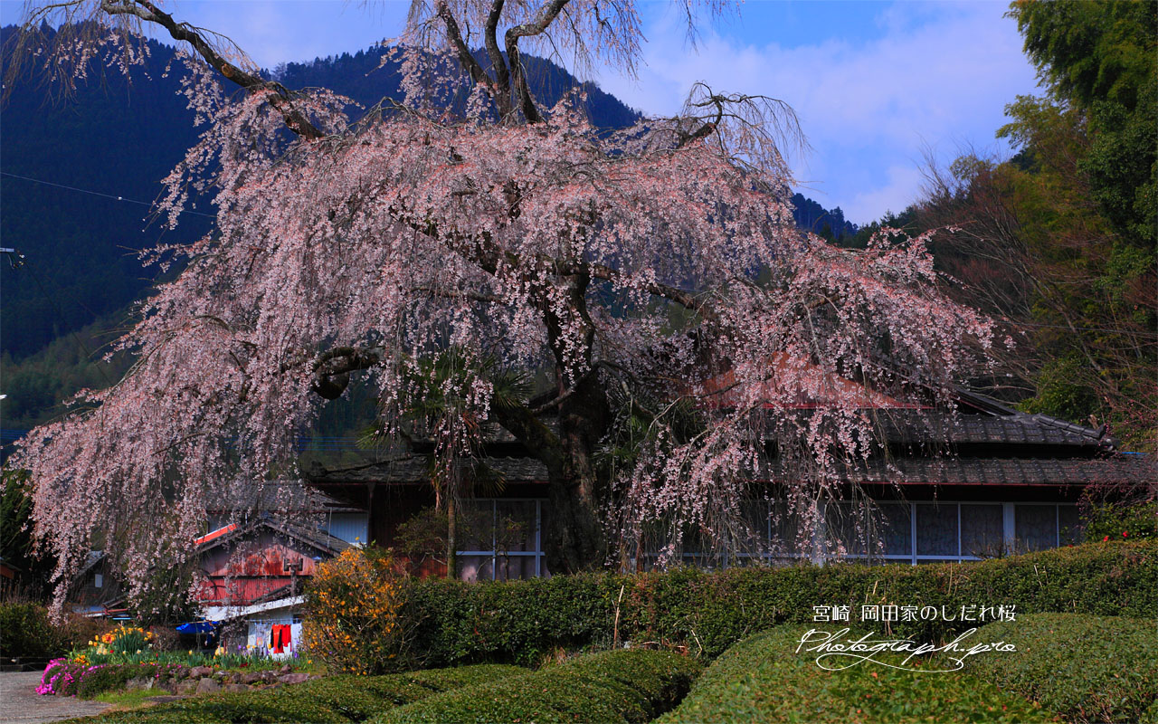 岡田家のしだれ桜 壁紙