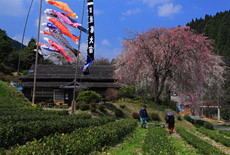 五ヶ瀬町の桜