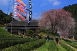 後藤家しだれ桜