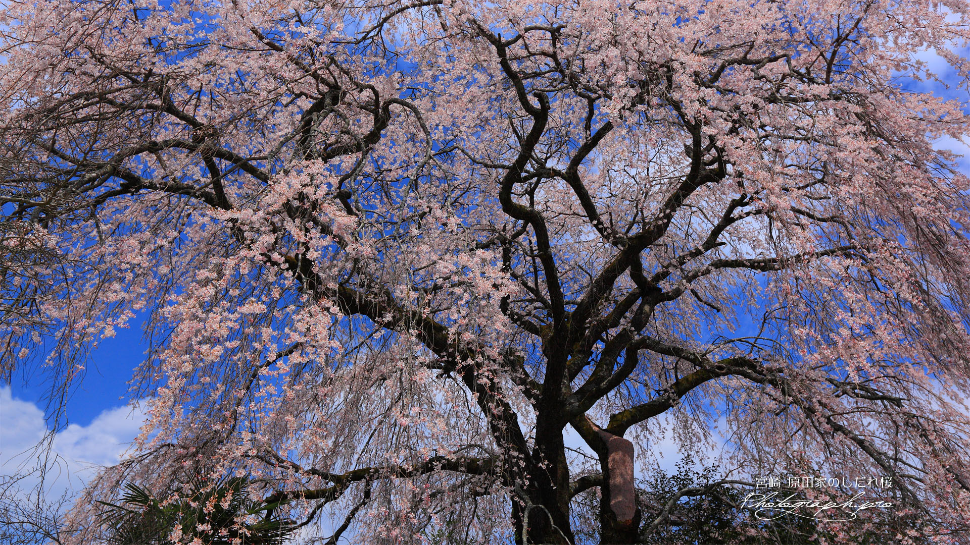 原田家のしだれ桜