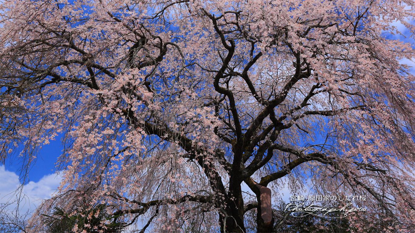 原田家のしだれ桜 壁紙