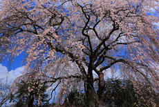 原田家のしだれ桜