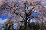 原田家のしだれ桜