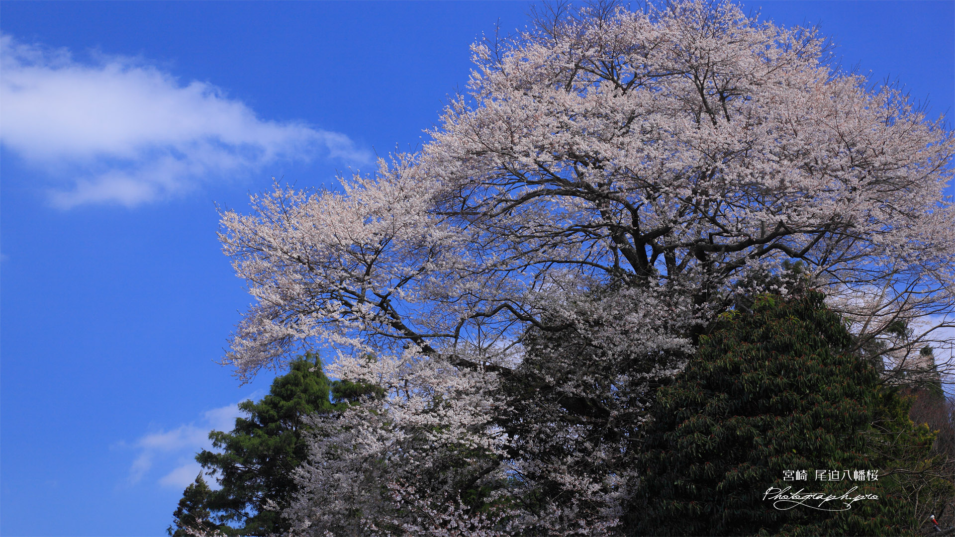 尾迫八幡桜