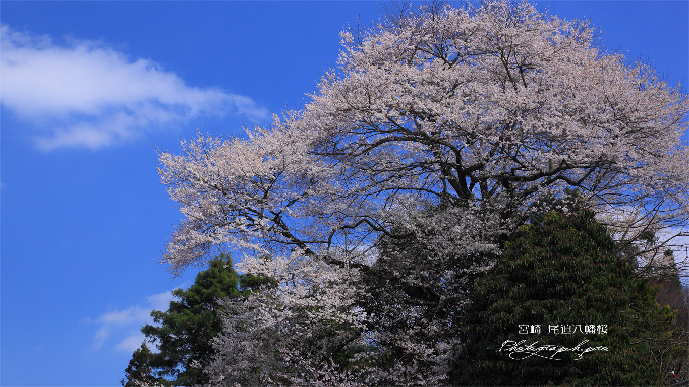 尾迫八幡桜 壁紙