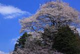 尾迫八幡桜