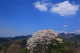 青空と尾迫八幡桜