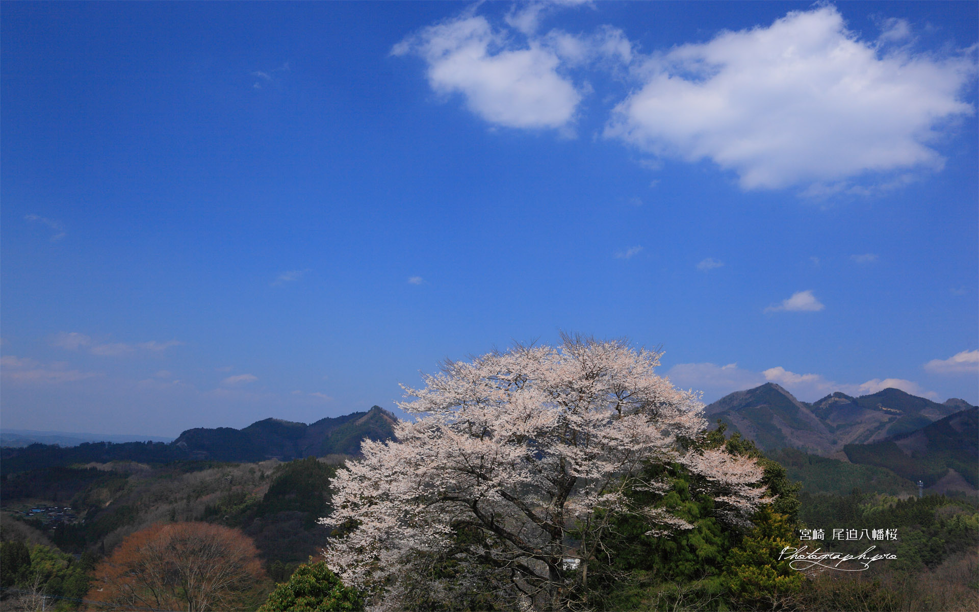 青空と尾迫八幡桜