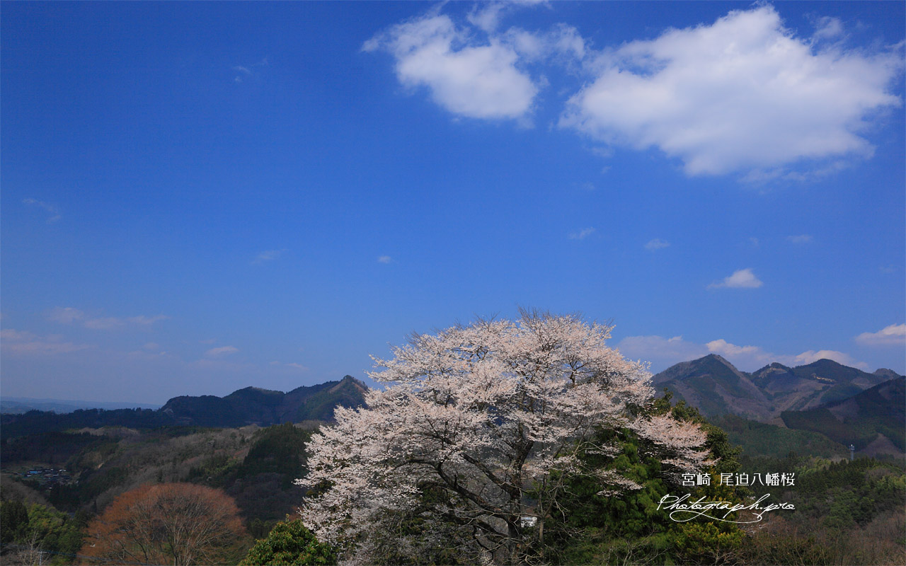 青空と尾迫八幡桜 壁紙
