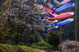 鯉のぼり泳ぐ五ヶ瀬町の桜