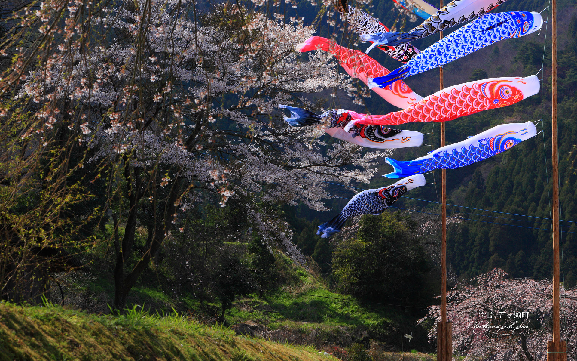 鯉のぼり泳ぐ五ヶ瀬町の桜