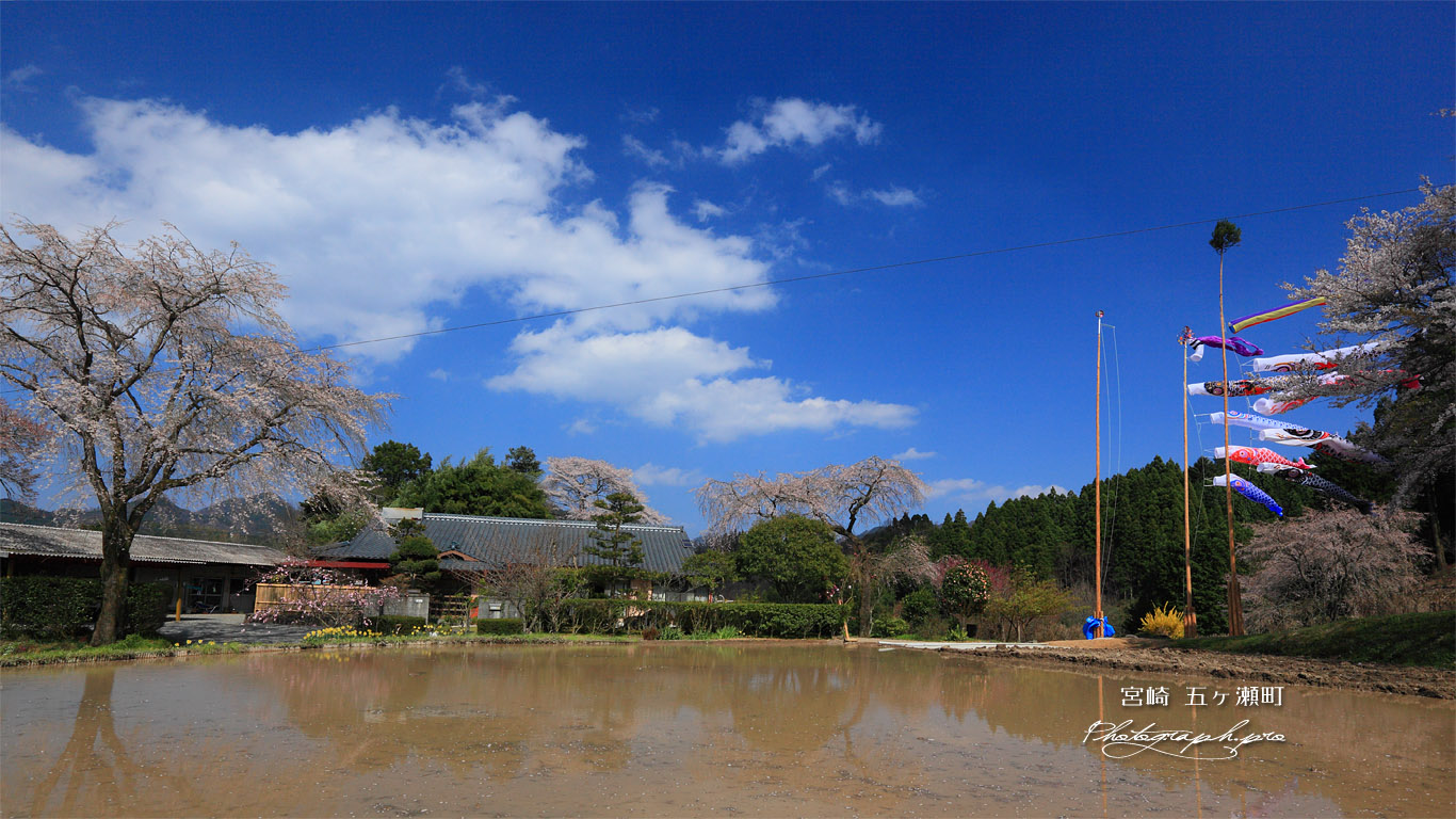 五ヶ瀬町のしだれ桜 水田と鯉のぼり 壁紙