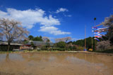 五ヶ瀬町のしだれ桜 水田と鯉のぼり