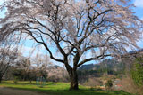 三ヶ所小学校のしだれ桜